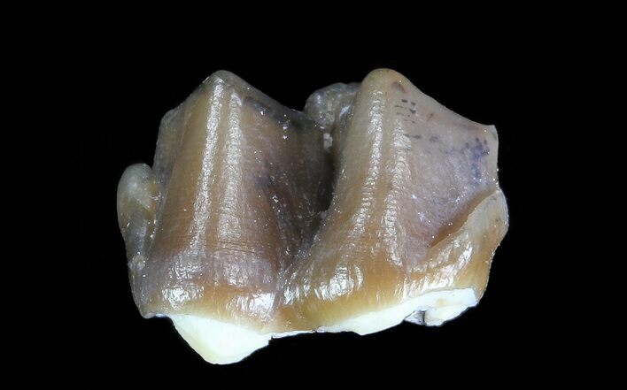 Oligocene Horse (Mesohippus) Tooth #70106
